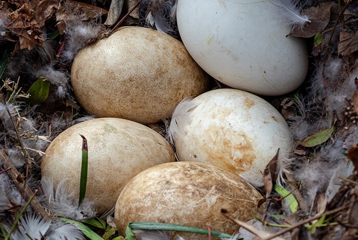 Five goose eggs in a nest.