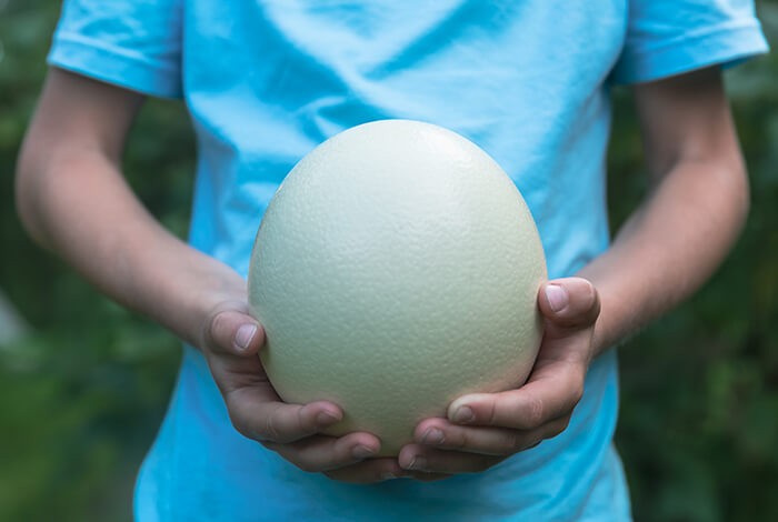 An ostrich egg being held by a person.