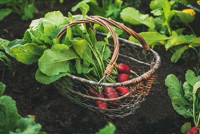 can dogs eat radishes - 4