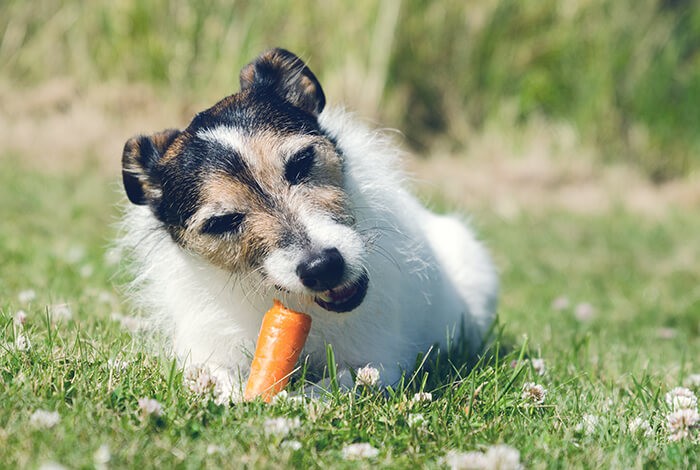 A furry Jack Russell terrier is eating a raw carrot.