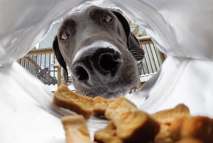 A black labrador peeking inside a bag of cheesy broccoli biscuits. 