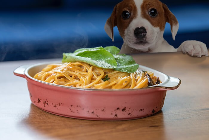 can puppies have cooked pasta