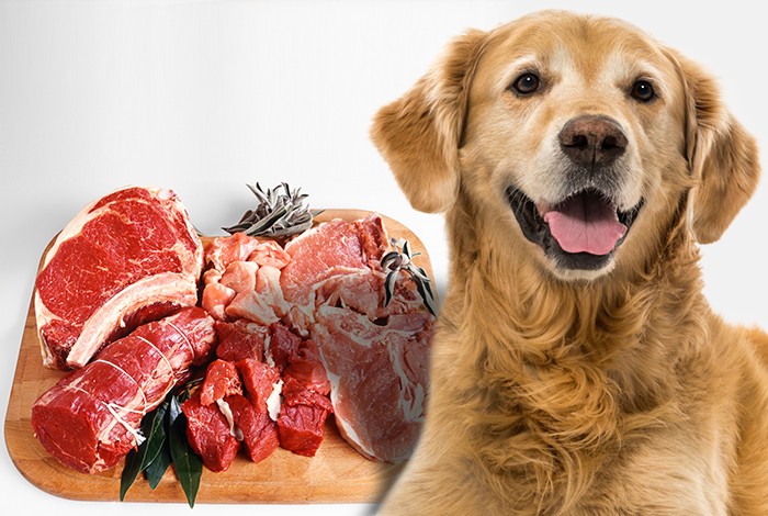 which meat is best for dogs