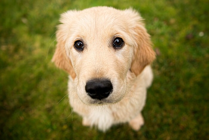 A golden retriever puppy making a begging look.