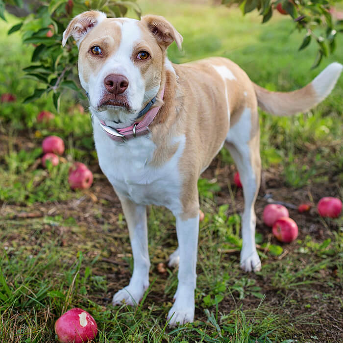 A big dog surrounded by apples on the ground. 