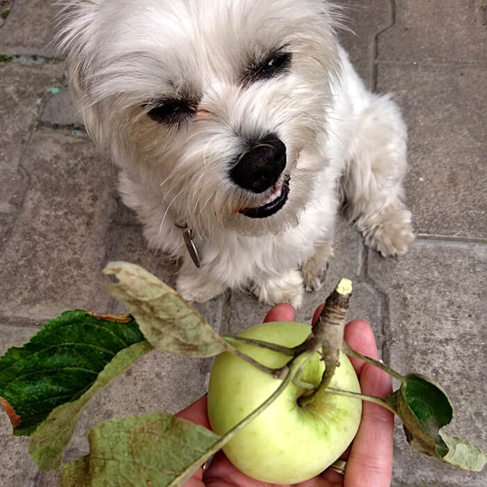 A white furry dog is being offered a green apple.