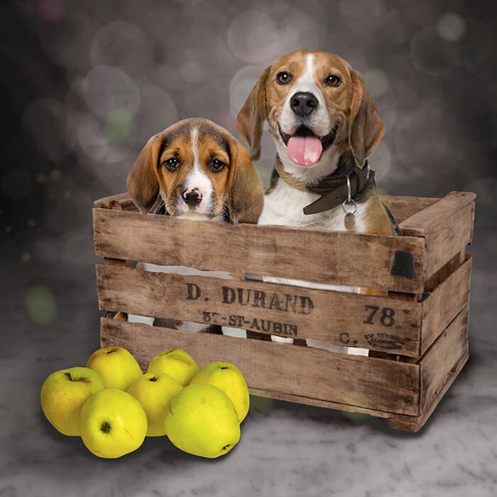 Two beagles in a crate and a bunch of green apples. 