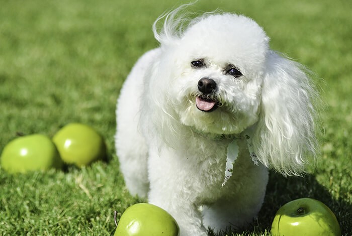 A white furry dog surrounded by green apples.