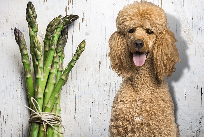 Asparagus for shop dogs