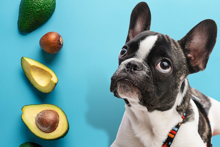 can a dog eat avocado