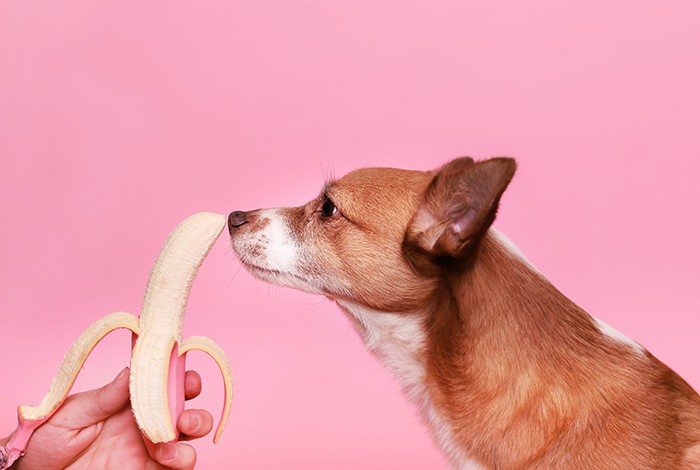 A dog being offered a banana by his owner.
