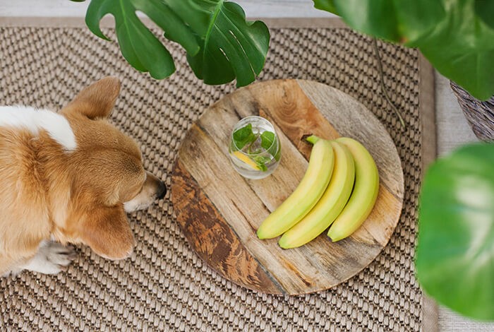 A curious dog sniffing on some bananas.