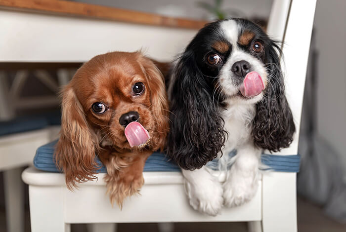 Two spaniels with their tongues out.