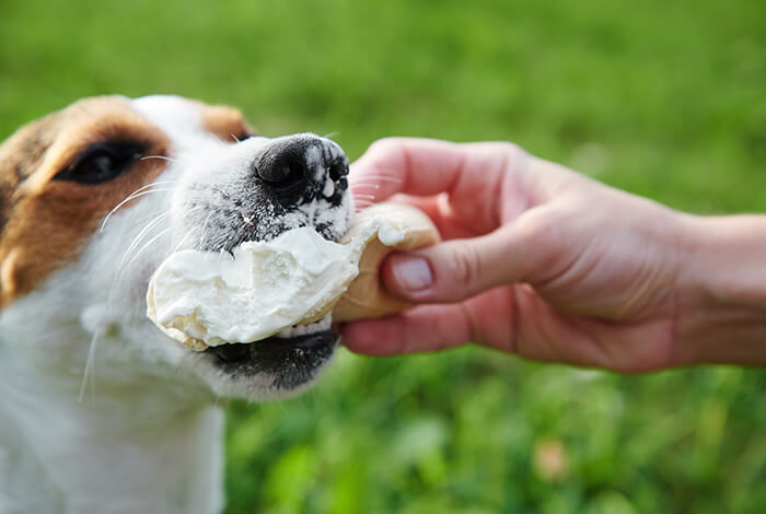 A dog is being fed a piece of bread by his owner.