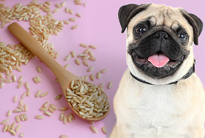 is brown rice good for dogs