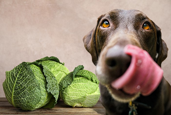 is red cabbage good for dogs