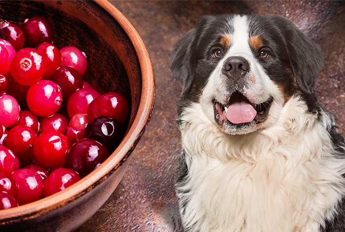 are cranberry capsules safe for dogs