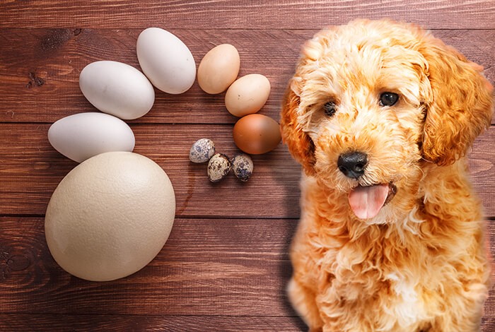 is egg yolk safe for dogs