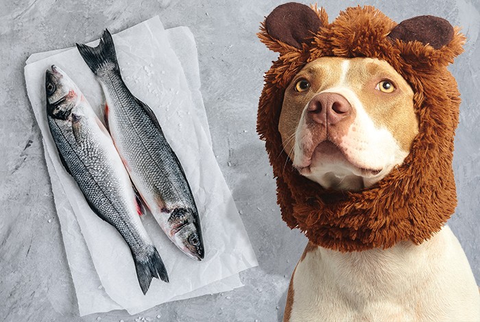 Can Dogs Eat Fish?, What Types of Fish Can Dogs Eat?