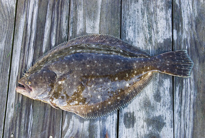A raw flounder for dogs.