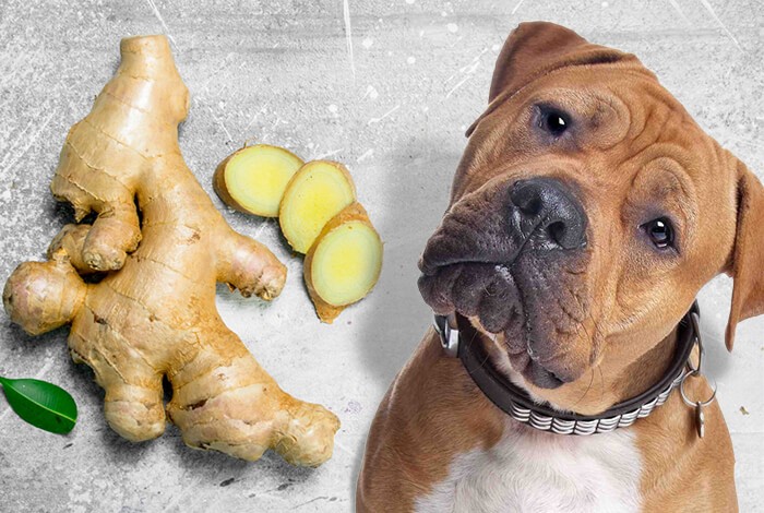 Ginger Oil: A Natural Solution for Digestive Disorders in Dogs and How to Administer it with Care
