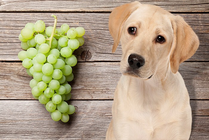 what happens if my dog ate a grape