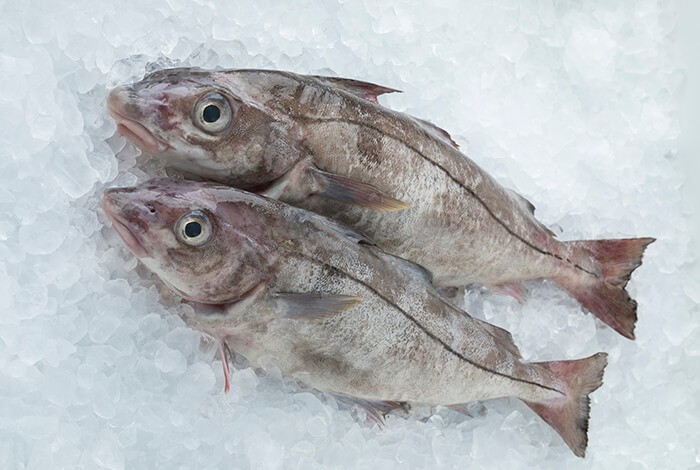 Haddock on ice.