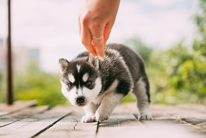 A Siberian husky puppy enticed by his owner.