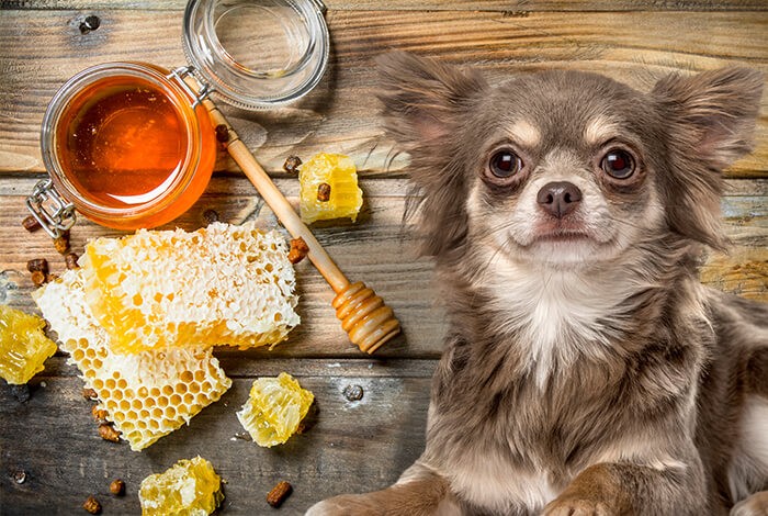 can dogs eat honey combs