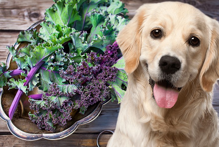 do dogs eat kale