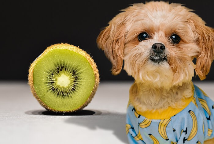 A sliced kiwi and a furry dog.