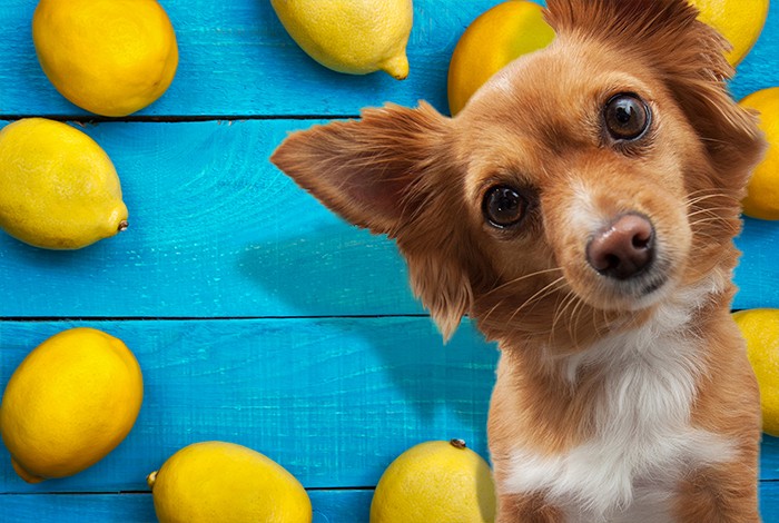 what happens if dog eats lemon