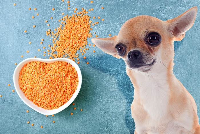 why are peas and lentils bad for dogs