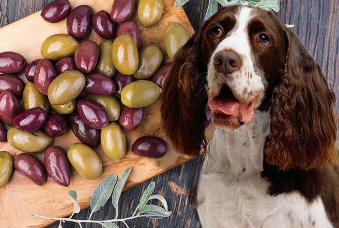 can dogs eat olives