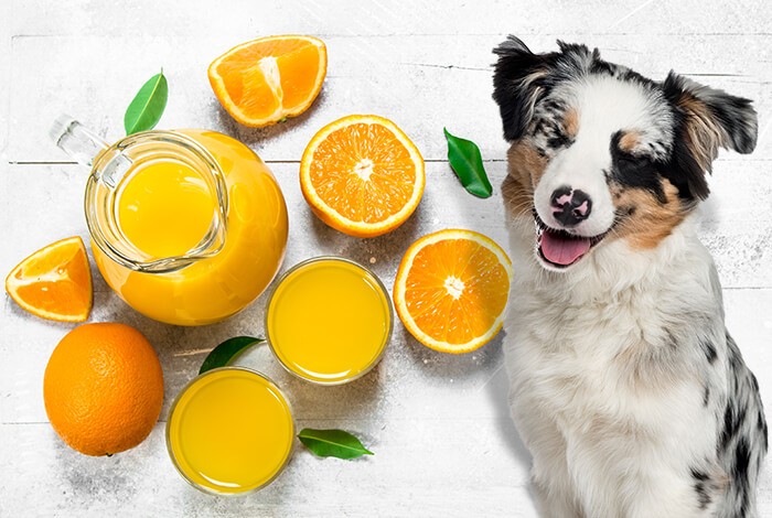 are blood oranges safe for dogs