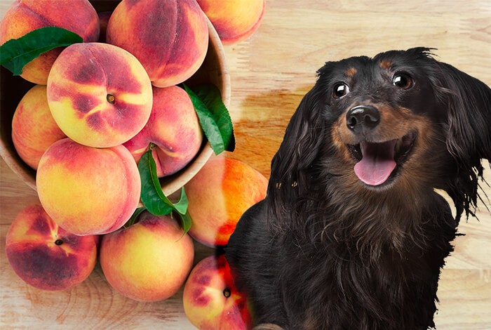 what happens if a dog eats a peach