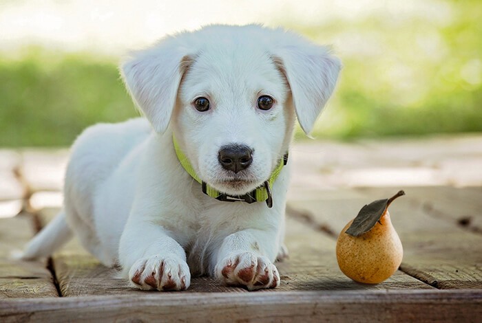 can dogs eat pears - 6