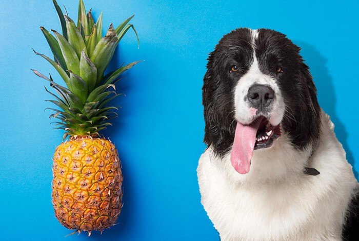 Can Dogs Eat Pineapple?