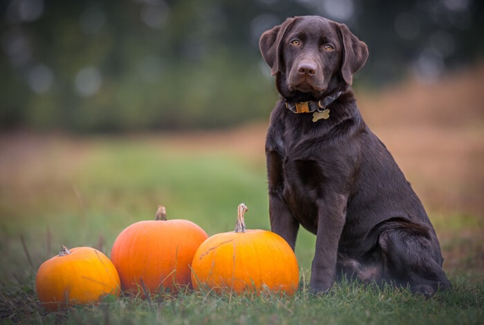 can dogs eat pumpkin 1