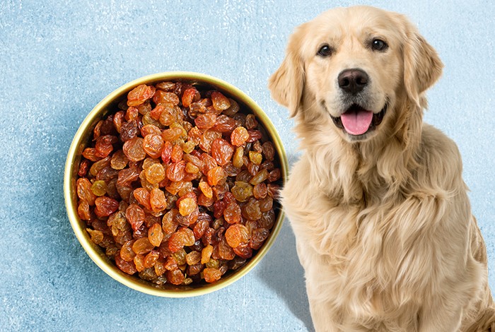 Are cooked raisins shop bad for dogs