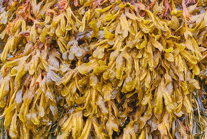 is dried seaweed good for dogs