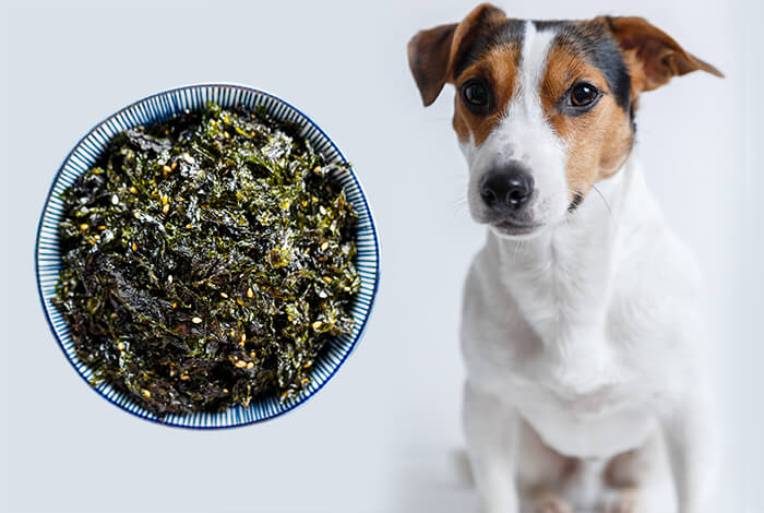 is kelp good for dogs