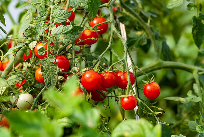 Tomato plants filled with ripe tomatoes.