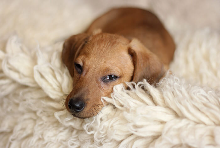 A lethargic dachshund resting on a white, soft dog bed.
