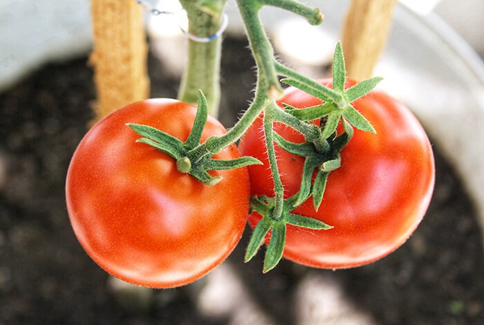 Two tomatoes hanging from a tomato plant.