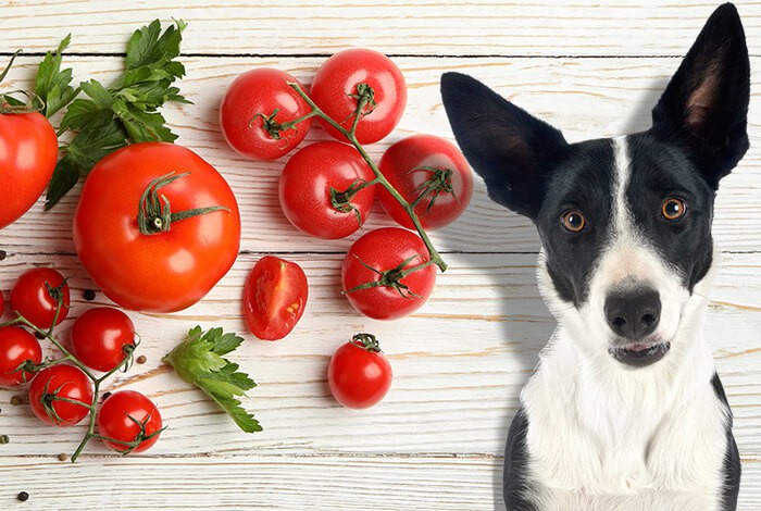 are tomato plants safe for dogs