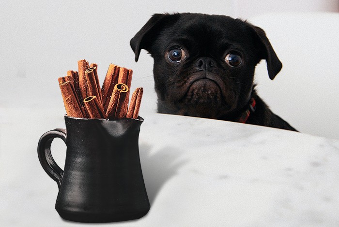 A small pitcher filled with cinnamon sticks and a pug in the background.