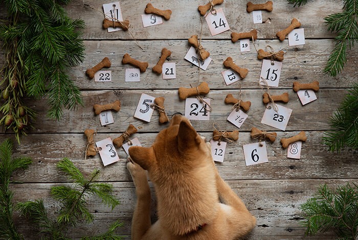 Dog cookie advent calendar being watched over by a dog.