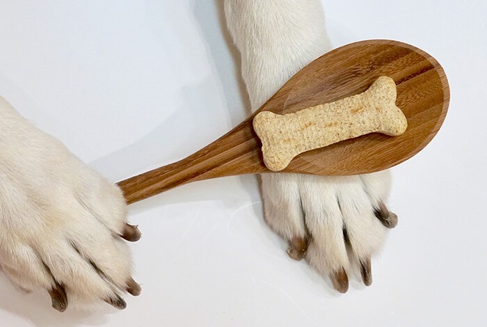 A dog cookie on a wooden spoon being held by a dog.