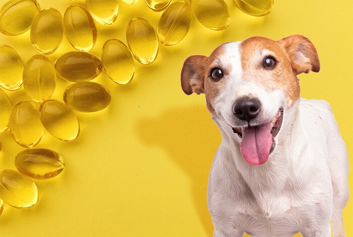 can dogs overdose on fish oil